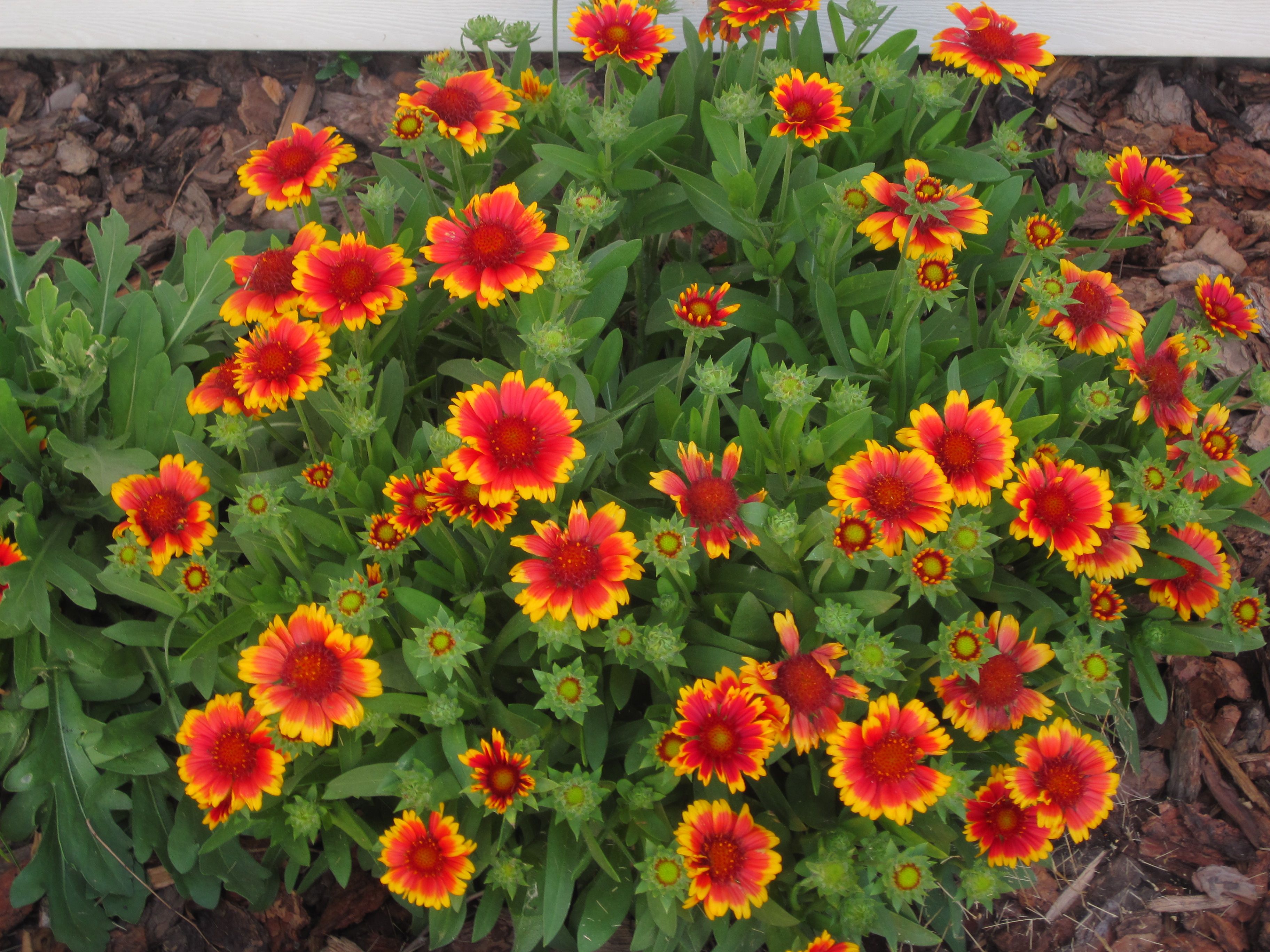 Gaillardia Oklahoma Wild Flower Also Called Indian Blanket Gaillardia Oklahoma Wild Flower Also Called Indian Blanket