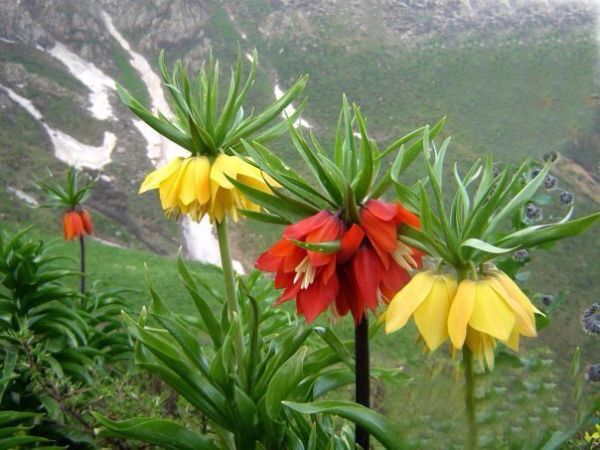 En Uygun Fiyata Cicek Sogani Cesitleri Bedava Kargo Secenegi Ile Www E Fidancim Com Da Bulb Flowers Wonderful Flowers Flowers