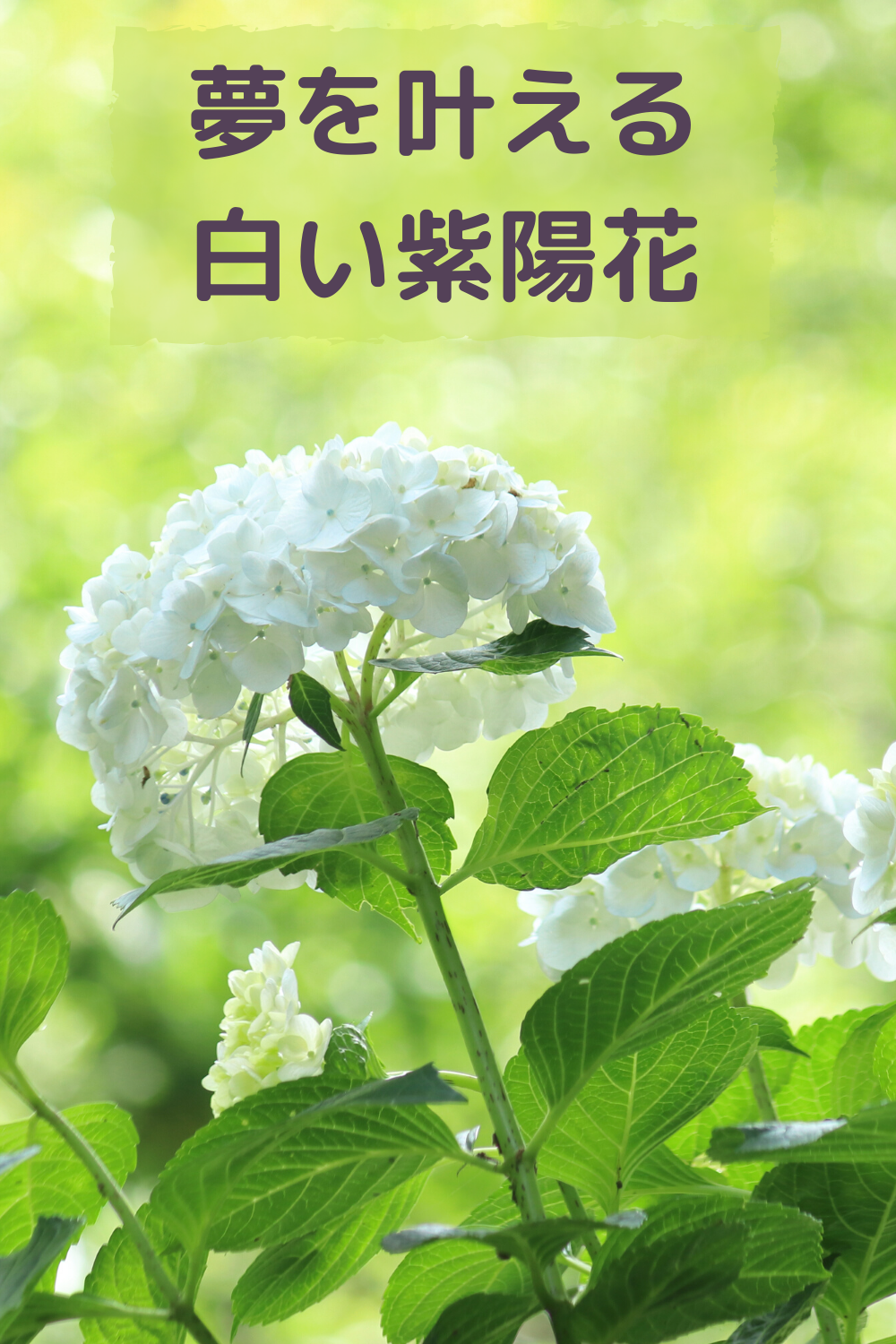 夢を叶える後押しをしてくれる白い紫陽花のパワー 夢 仏 様 紫陽花 夢を叶える後押しをしてくれる白い紫陽花のパワー 夢 仏 様 紫陽花