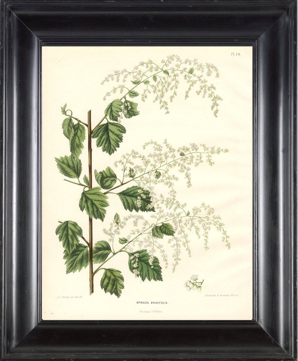 Botanical Print Wendel Art 24 Beautiful White Meadowsweet Etsy Botanical Prints Botanical Flowers Print Botanical Art