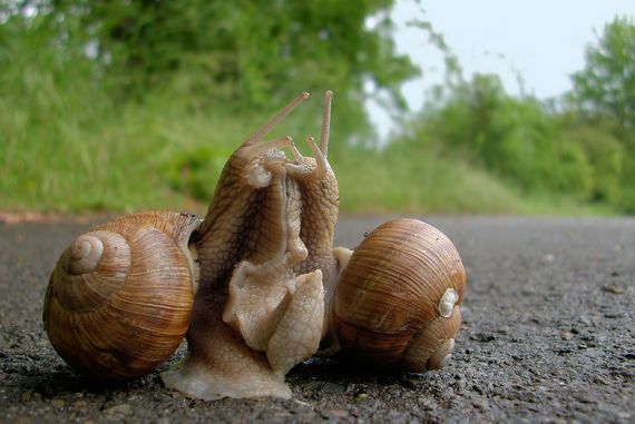 Bisou D Escargots En Hd Amitie Tendresse Et Amour Chez Les Animaux Une Nocturne Photos Escargot Animaux Bisous Bisou D Escargots En Hd Amitie Tendresse Et Amour Chez Les Animaux Une Nocturne Photos Escargot Animaux Bisous