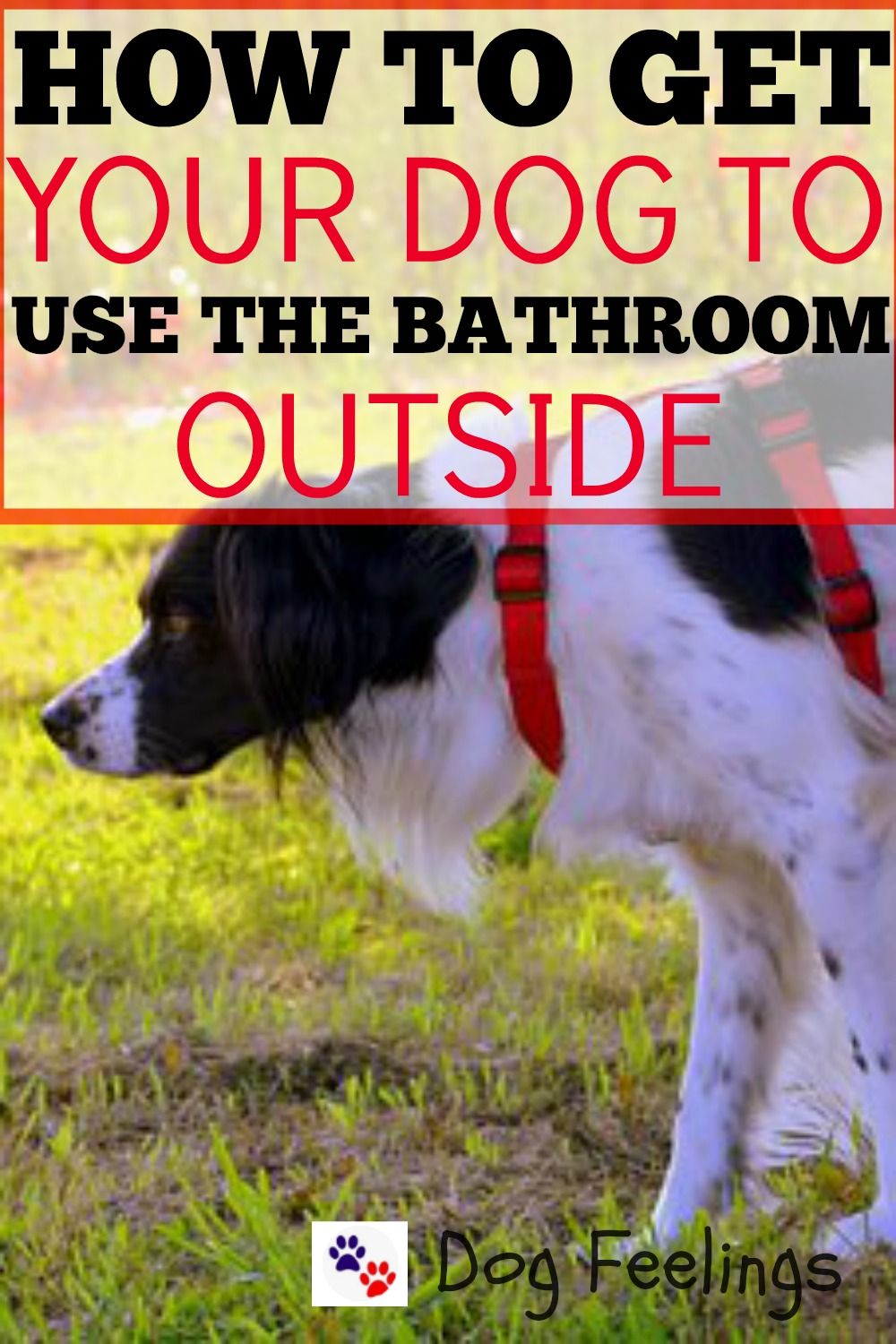 How To Train Your Older Dog To Go To The Bathroom Outside And Pics Of How To Train Your D With Images Dog Training Dog Training Classes Agility Training For Dogs