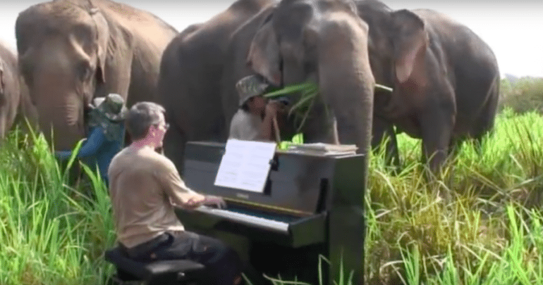 This Man Plays Classical Piano for Abused Elephants | Elephant