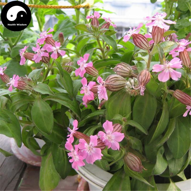 Buy Silene Pendula Flower Seeds 400pcs Plant Pink Flower ...