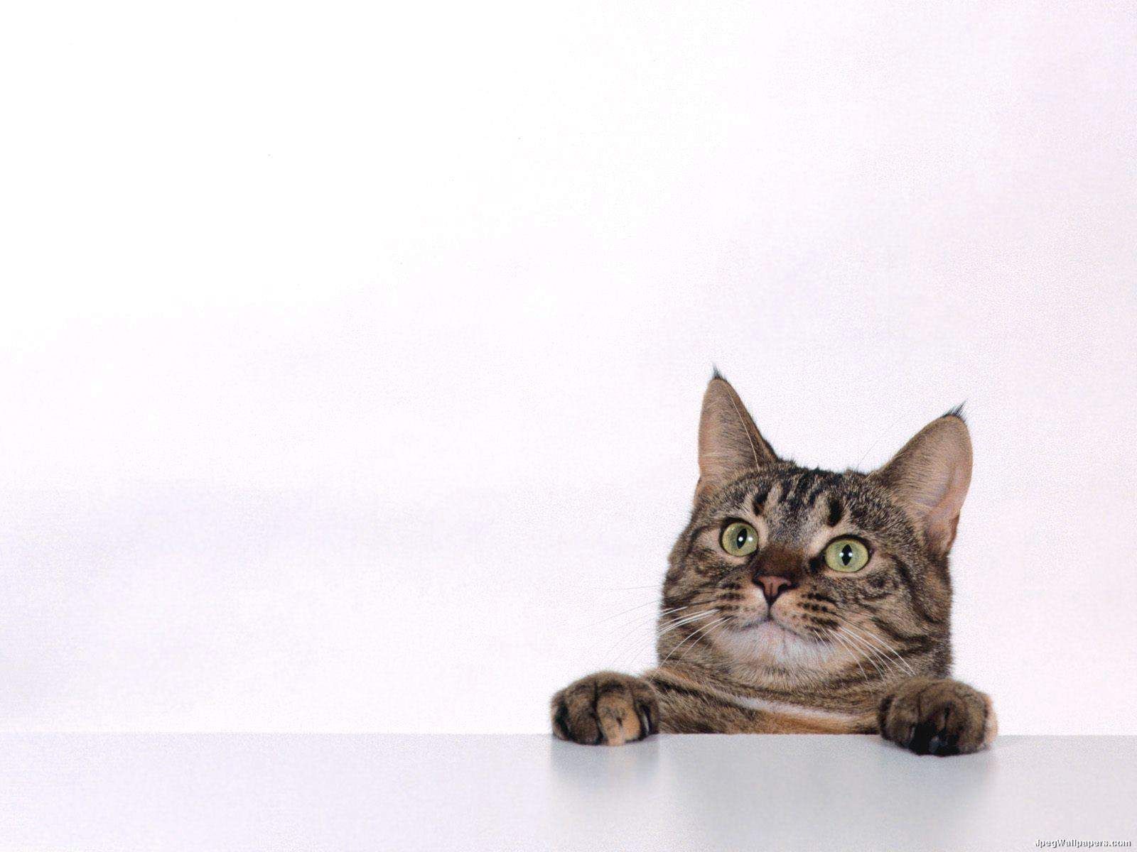 New Cats Wallpapers Download 80 Cute Cat Pics & HD Images