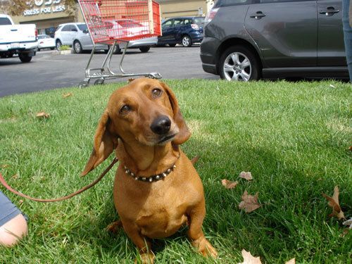 Mojo Is A Sweet And Docile Dachshund Boy Looking For A Good Home