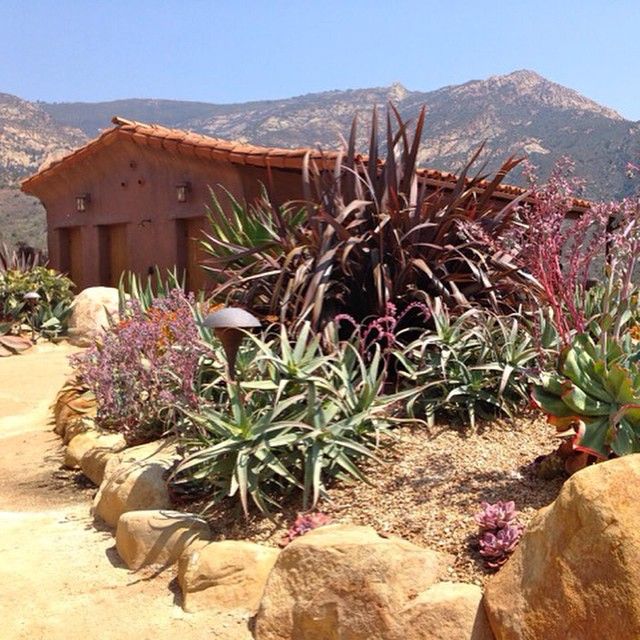 Landscape collaboration with @jeffsheltonarchitect cabana. #santabarbara #landscape #landscapedesign Xeriscaping, Drought Tolerant, Santa Barbara, Cabana, Landscape Design, Collaboration, Thomas, Succulents, Instagram Photo