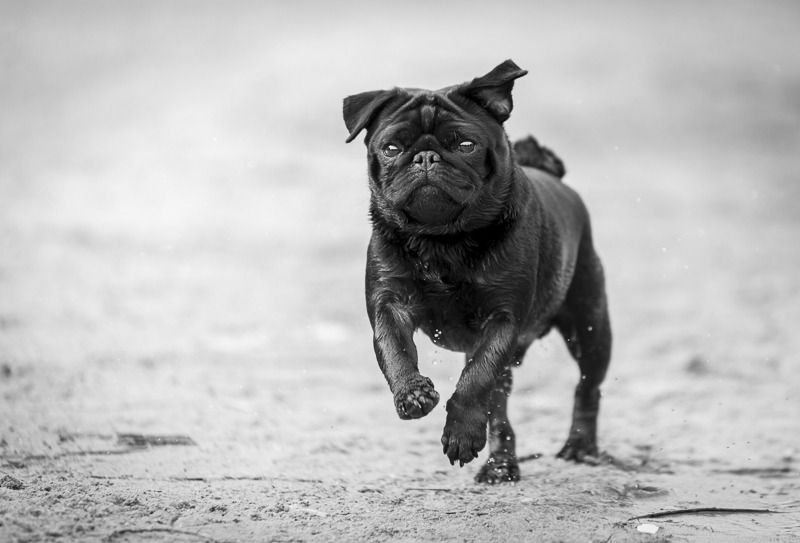 How Canine Massage Therapy Can Help Your Pug With Hip Dysplasia