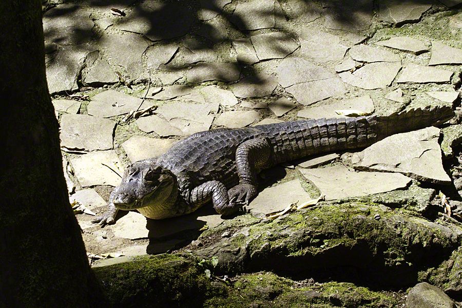 Spectacled Caimen, Caiman crocodilus, Costa Rica, Pacific Coast
