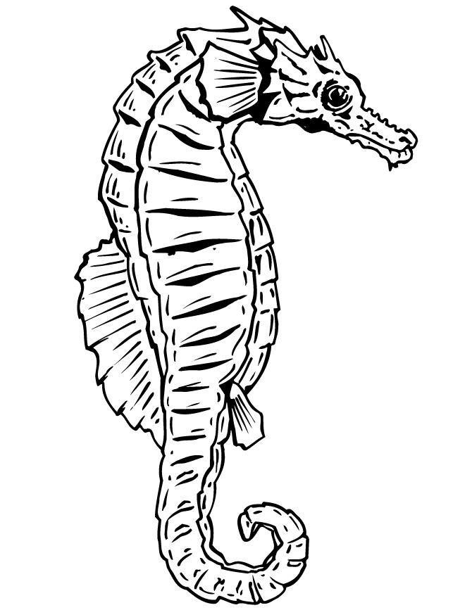Image Result For Realistic Animal Coloring Pages Adults