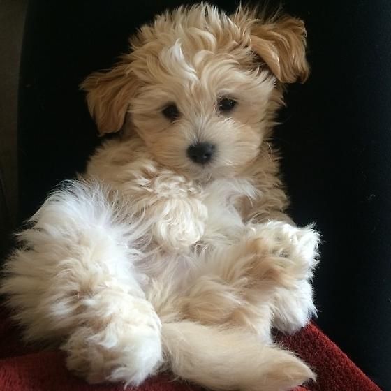 One Of These Will Be Mine Very Soon Manifest Pets Cute
