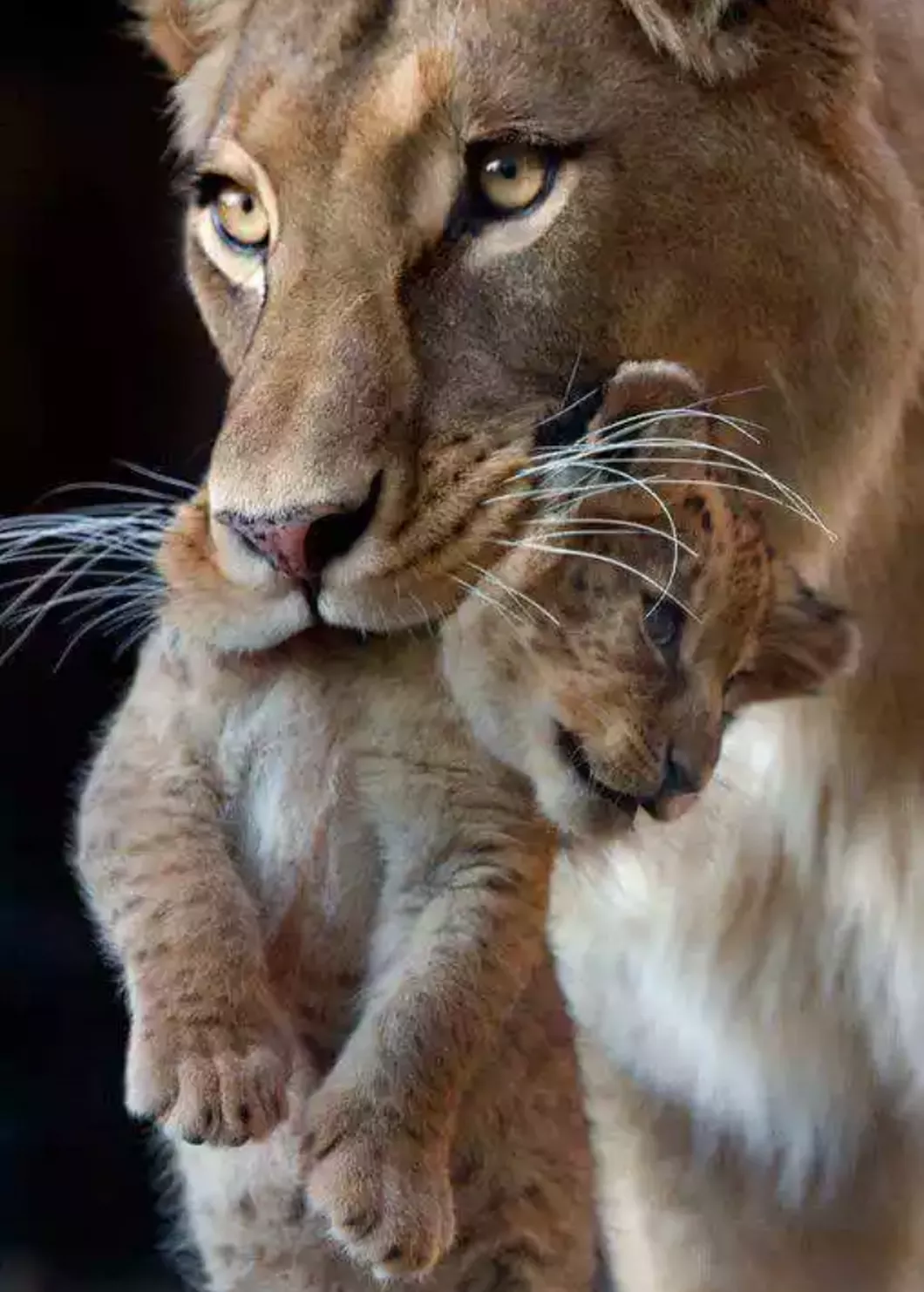 Overwhelming Beautiful Cats Photography Overwhelming Beautiful Cats Photography