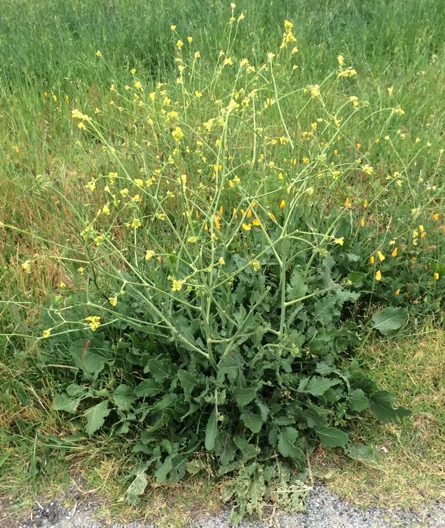 Uc master gardeners