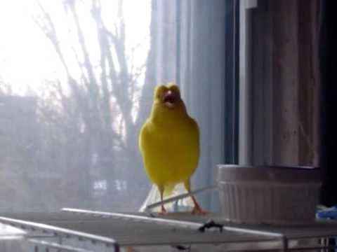 اجمل غناء تسمعه اذنك تغريد كناري سبحان الله Budgies Bird Beautiful Birds Budgies