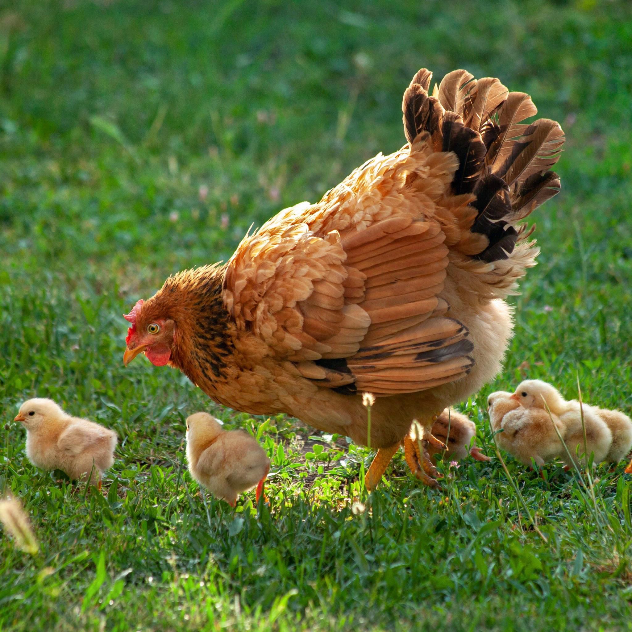 Animal Image 3