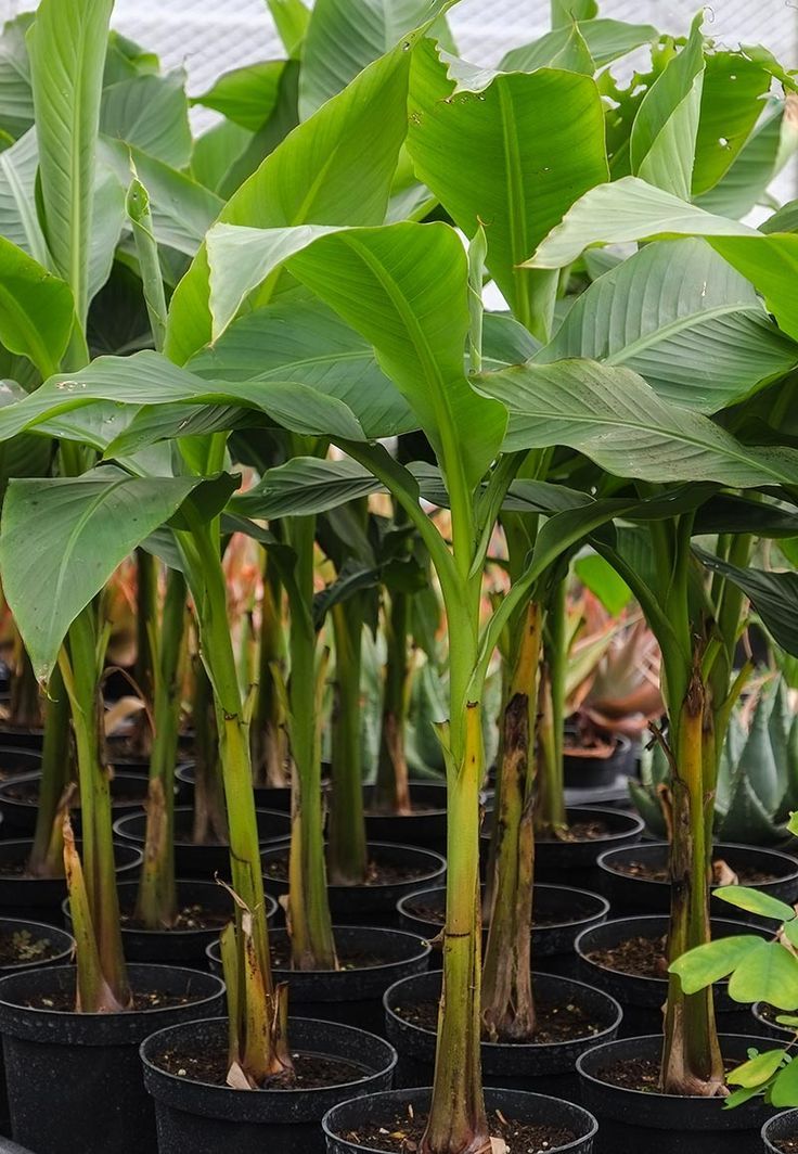 How To Grow Banana Trees In Pots Grow banana tree