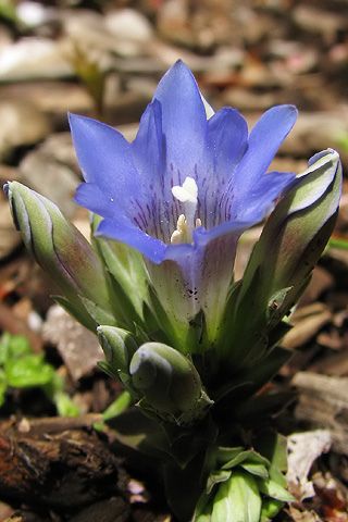 Gentiana Zollingeri Passion Fruit Flower Botanical Flowers Unusual Flowers Gentiana Zollingeri Passion Fruit Flower Botanical Flowers Unusual Flowers