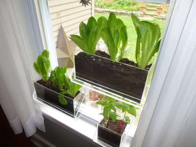 Romaine Lettuce Window Dream Apartment Pinterest Romaine Lettuce Window