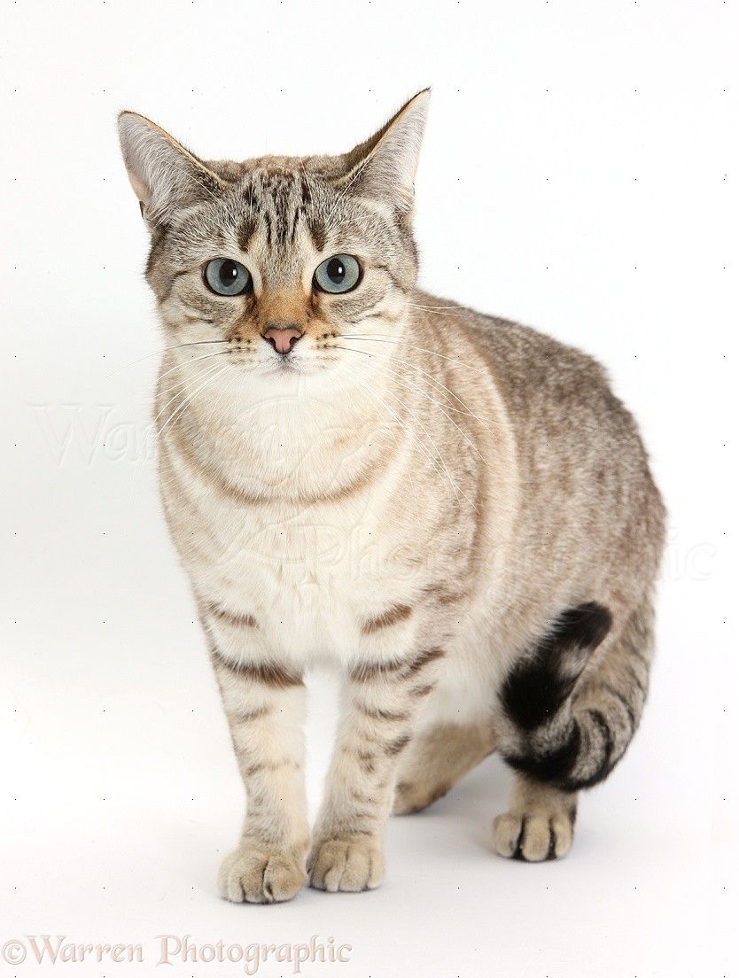 Different Type of Cats | Bengal, Cat and Animal Different Type of Cats | Bengal, Cat and Animal