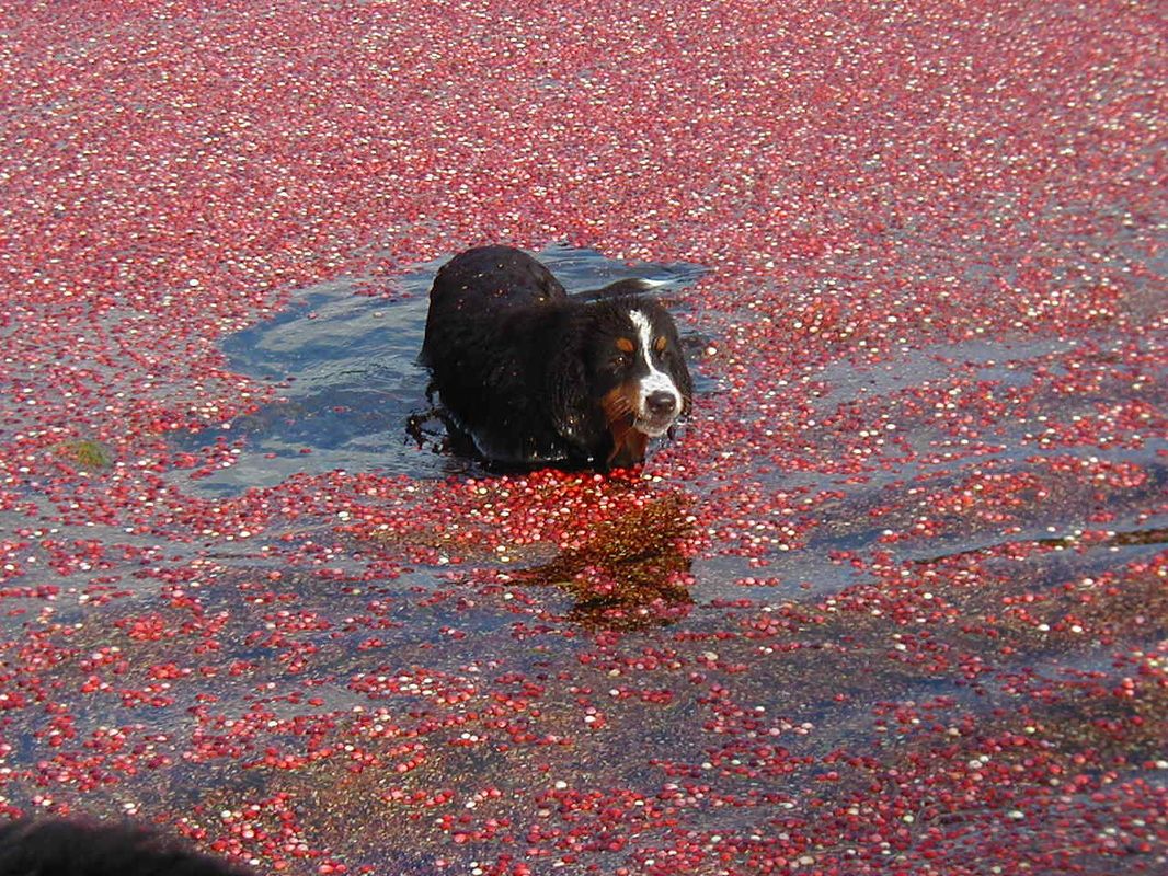 Dog In Bog Dogs