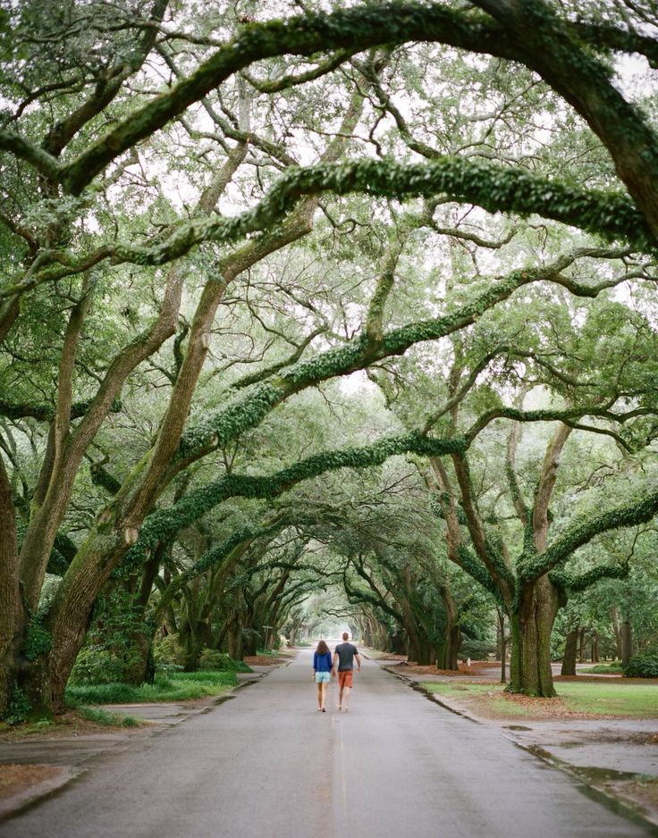 I Am Always Taken Aback By A Good Tree Canopy Trees To Plant Tree i-am-always-taken-aback-by-a-good-tree-canopy-trees-to-plant-tree