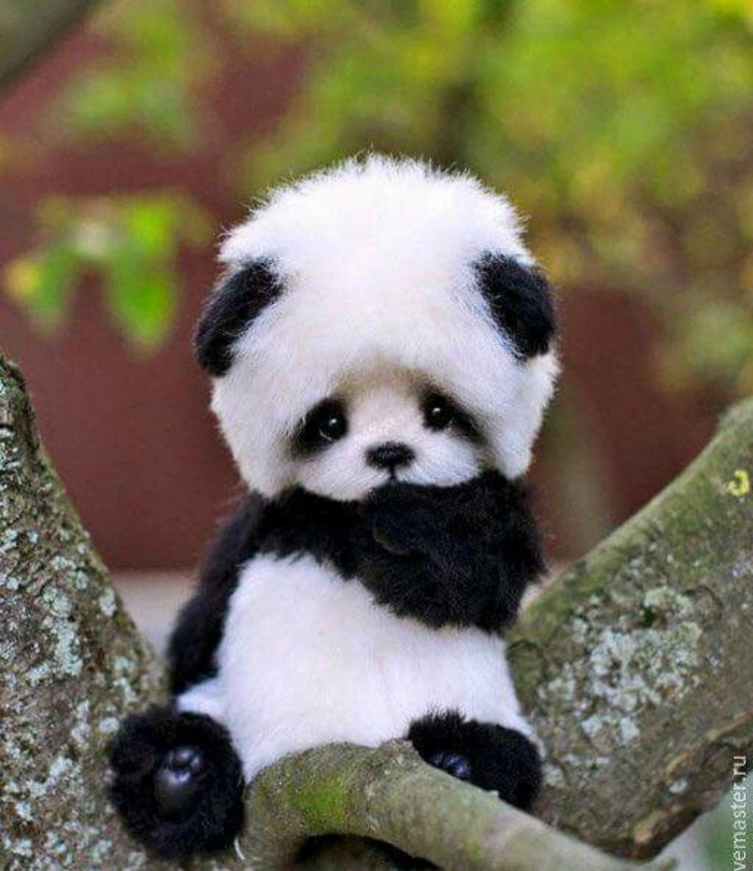 Olha Que Fofinho Esse Panda Com A Toquinha Animals Panda Bored Dog