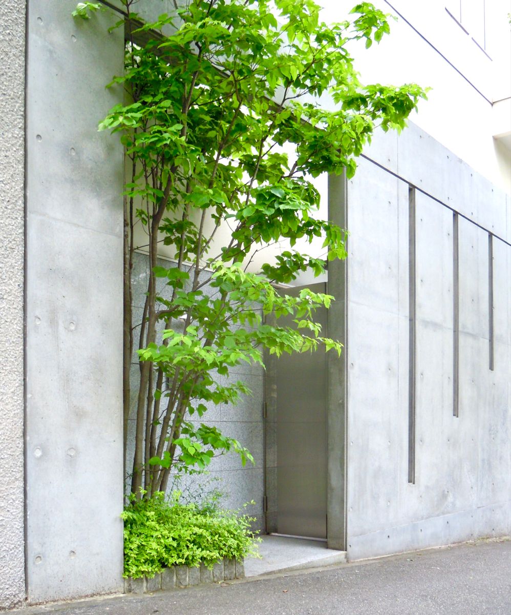 コンクリート打ち放し壁とシンボルツリーのヤマボウシ エクステリア コンクリート 造園 コンクリート打ち放し壁とシンボルツリーのヤマボウシ エクステリア コンクリート 造園