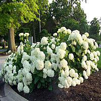 Annabelle Hydrangea Landscaping Gardening Pinterest Hydrangea Annabelle 4 5 High 3 Wide Full To Partial Sun June Bloom Followed By Light Late Summer