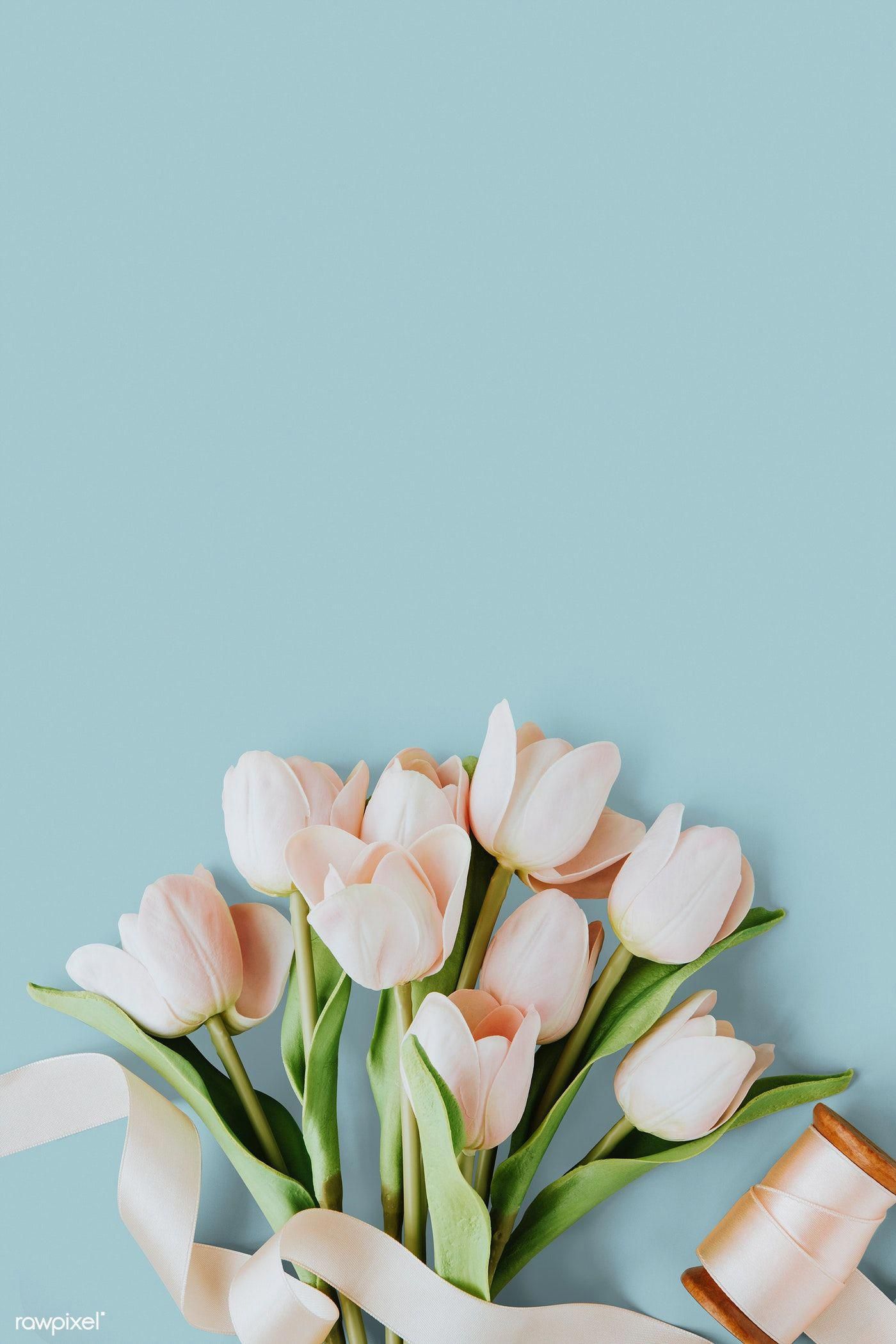 Pink Tulip On Blank Blue Background Template Premium Image By Rawpixel Com Ake Flower Background Iphone Flower Phone Wallpaper Flower Background Wallpaper Pink Tulip On Blank Blue Background Template Premium Image By Rawpixel Com Ake Flower Background Iphone Flower Phone Wallpaper Flower Background Wallpaper