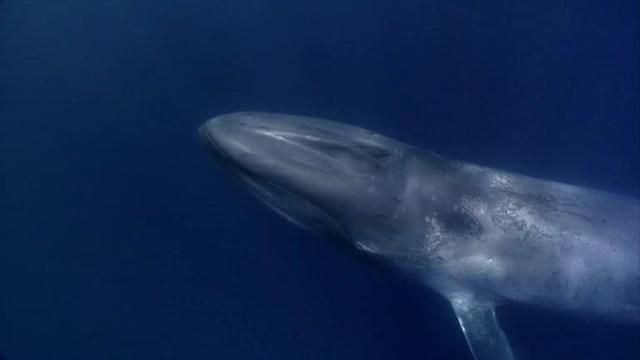 Videos for Kids -- National Geographic Kids - Blue Whale Blue Whale