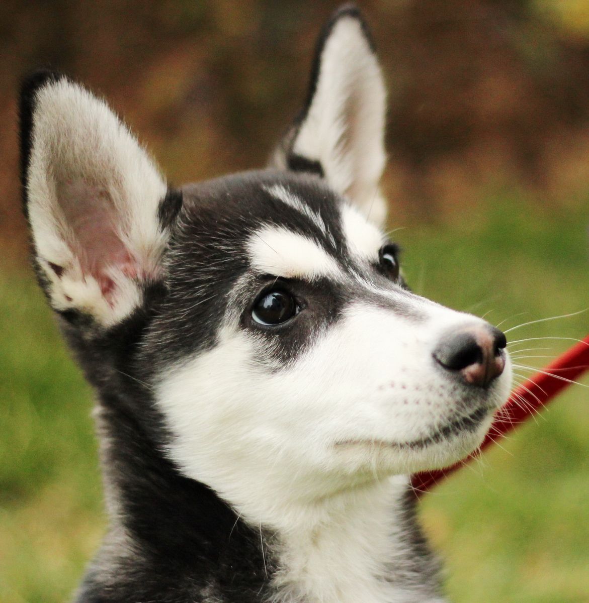 Dog Crossbreeds Wikipedia The Free Encyclopedia Dog Crossbreeds