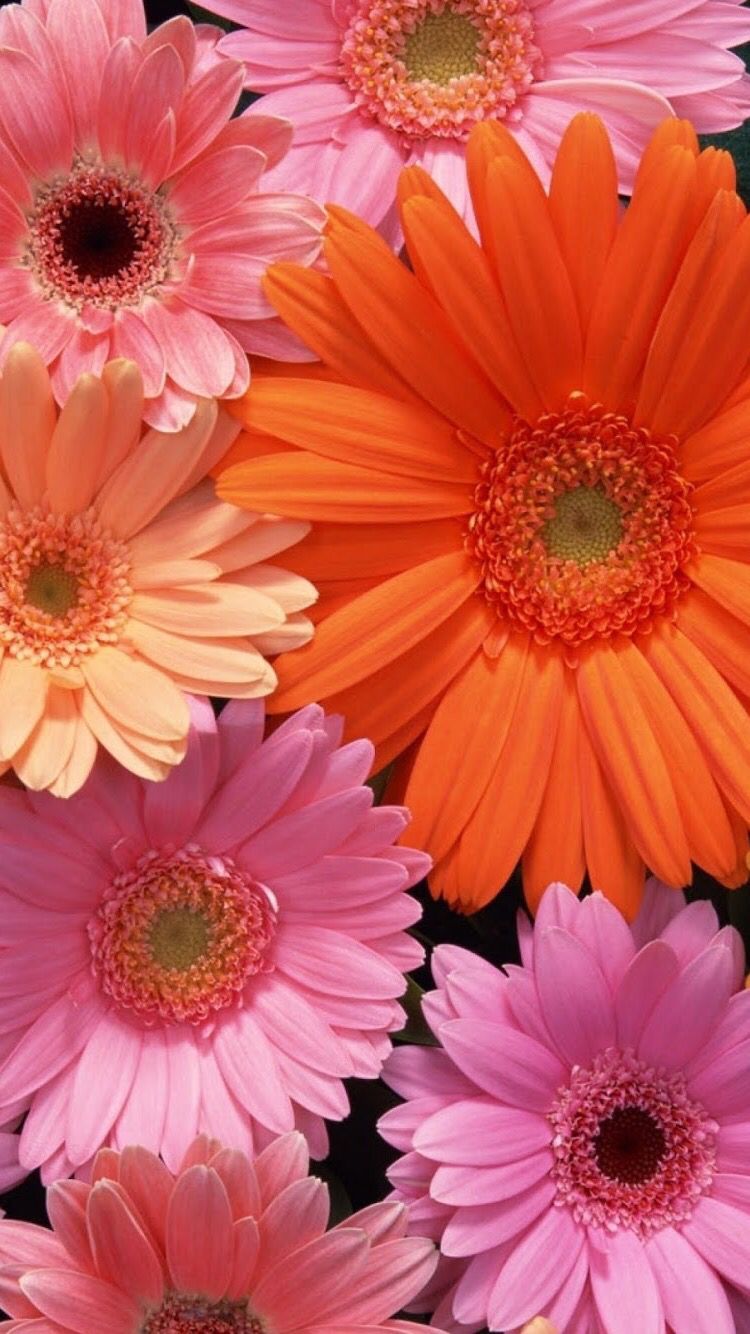 Pink flowers wallpaper Iphone android pink flower