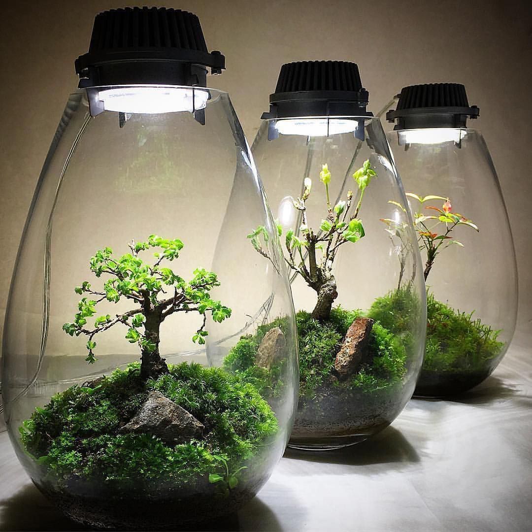 This morning we stumbled upon these little poetic masterpieces, among greens ...- 「Stamattina ci siamo imb… | Indoor water garden, Garden terrarium, Plant in glass This morning we stumbled upon these little poetic masterpieces, among greens ...- 「Stamattina ci siamo imb… | Indoor water garden, Garden terrarium, Plant in glass
