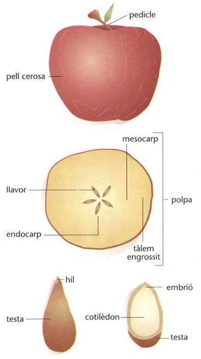 Resultado de imagen de parts d'un fruit