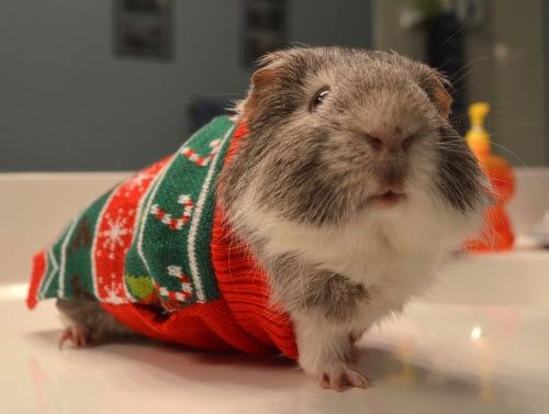 diy guinea pig christmas sweater petdiys com guinea pigs guinea pig christmas sweaters