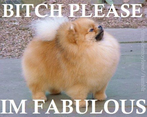 Cute And Funny Quotes 1 Dog Quotes Funny