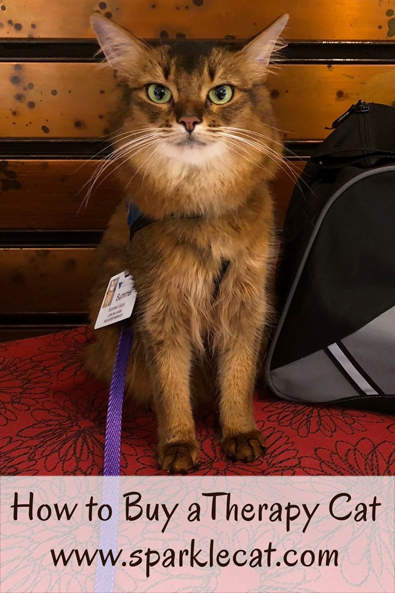 How To Buy A Therapy Cat Therapy Cat Cats Kitten Care how-to-buy-a-therapy-cat-therapy-cat-cats-kitten-care