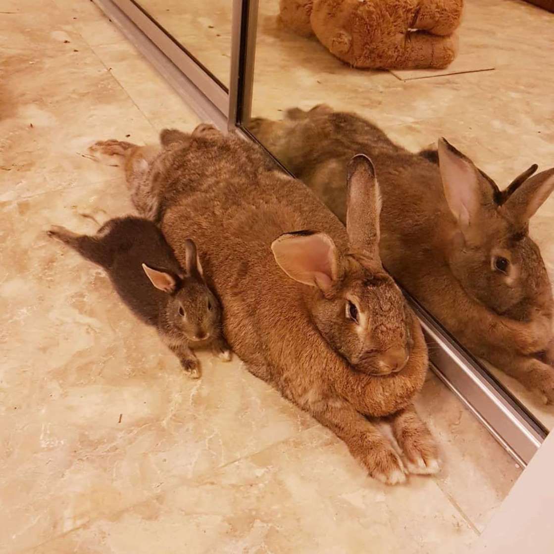 Tiny Rabbit Is Obsessed With Giant Girlfriend Who s 4 Times His Size tiny-rabbit-is-obsessed-with-giant-girlfriend-who-s-4-times-his-size