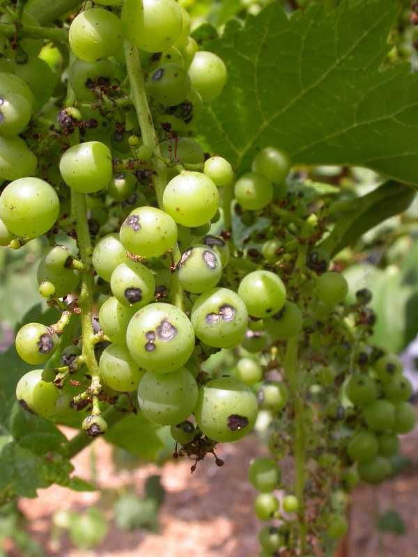 Black Rot Of Grapes How To Identify And Prevent It black-rot-of-grapes-how-to-identify-and-prevent-it