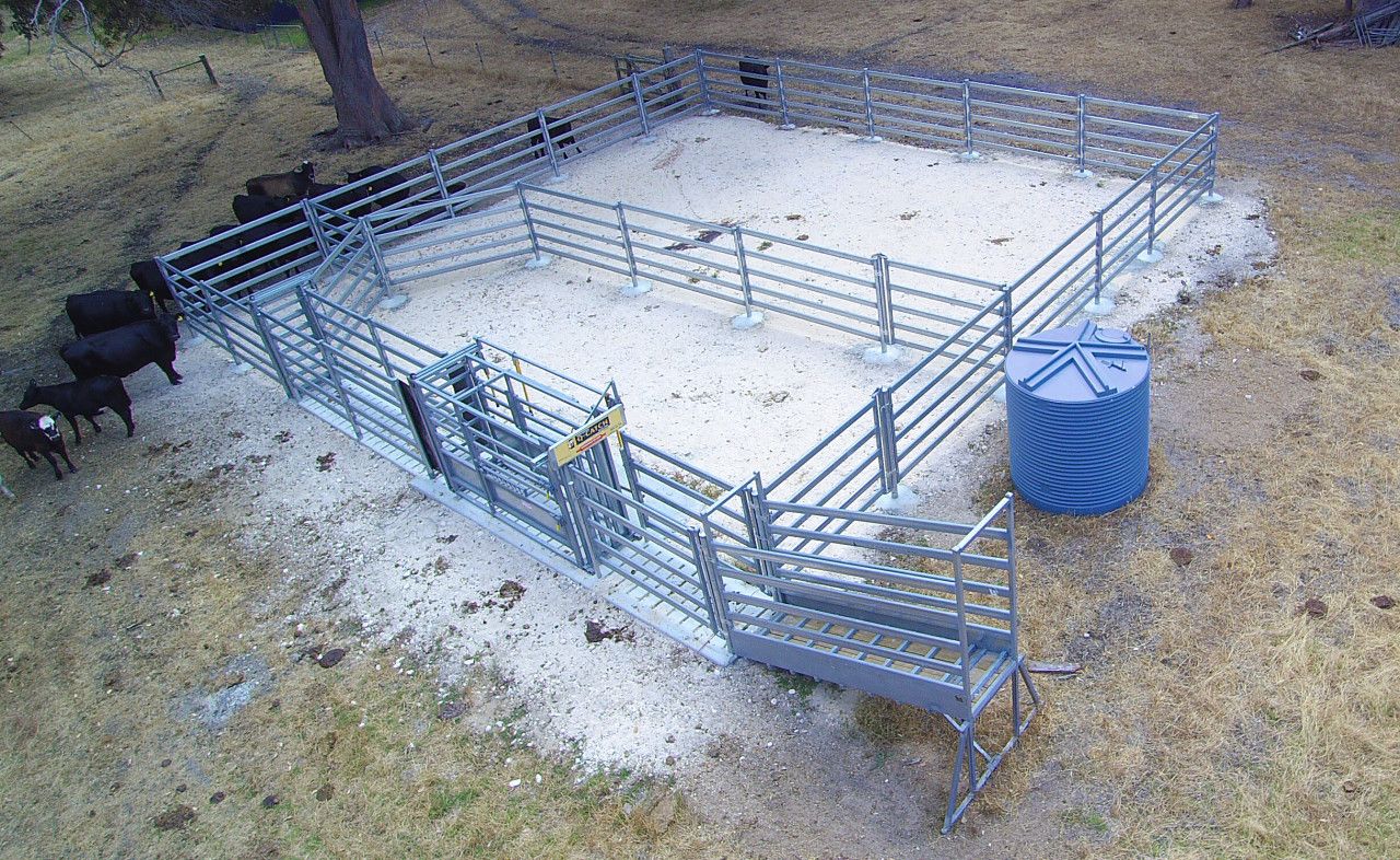 Permanent Cattle Yards With 100 Head Holding Capacity Heavy Duty permanent-cattle-yards-with-100-head-holding-capacity-heavy-duty