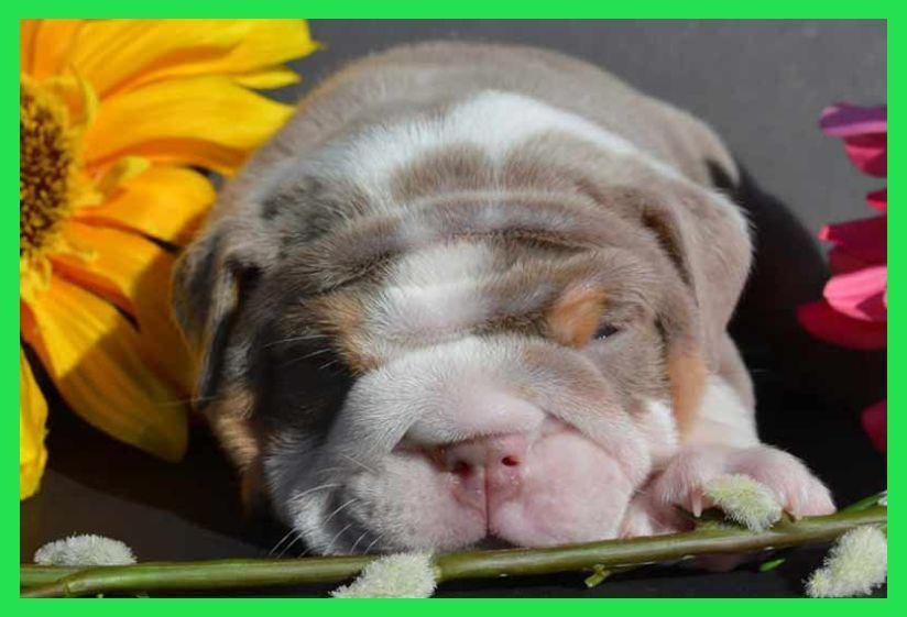 Puppies For Sale Near Me Free Puppies For Sale Near Me Free
