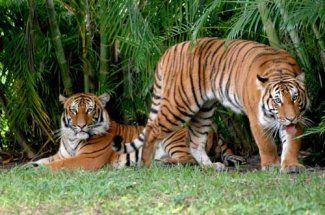 dreher park zoo at west palm florida where you been palm pets animals dreher park zoo at west palm florida where you been palm pets animals