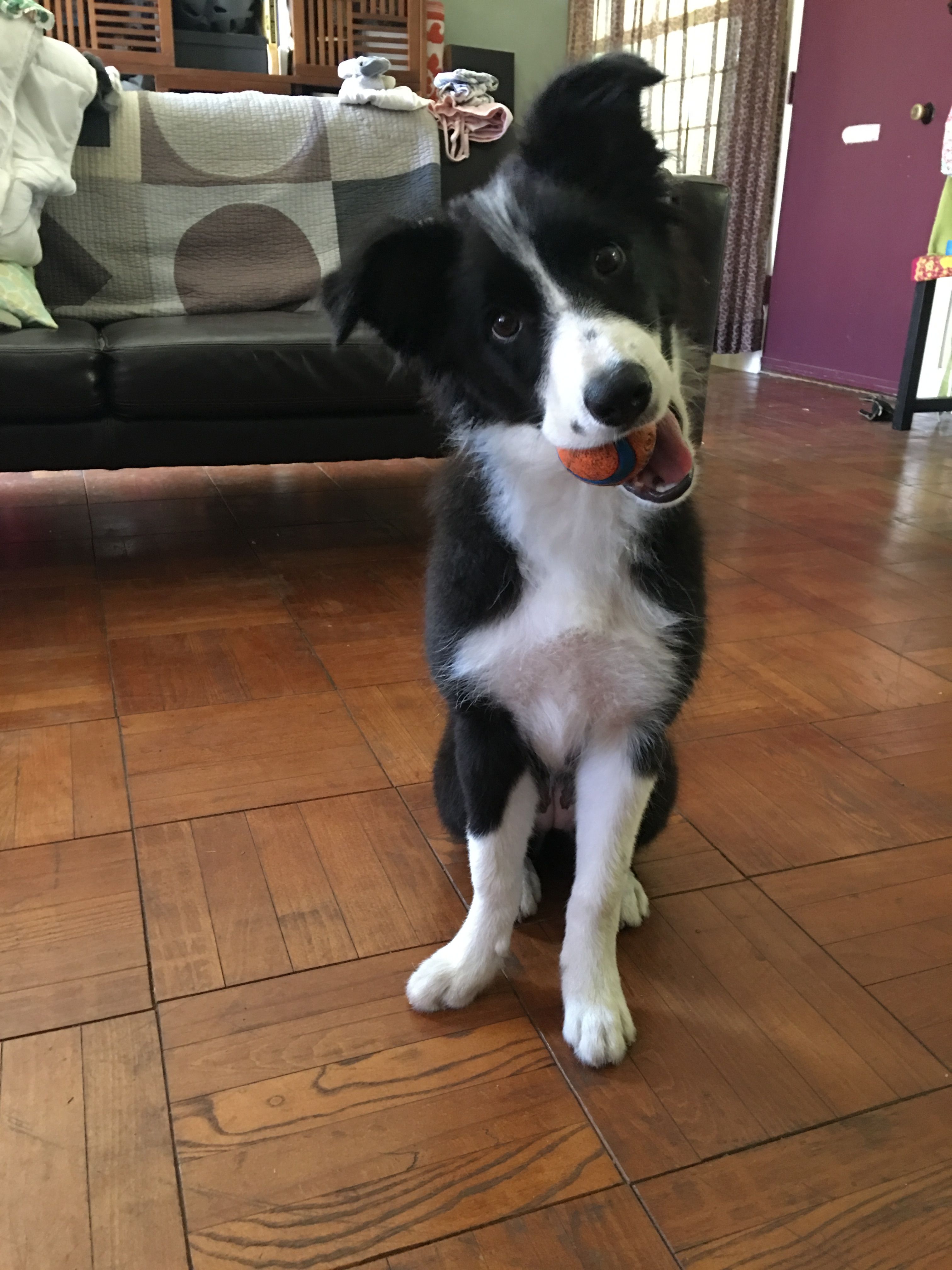 Pin By Kumikojoyce On Border Collie Baby Luna Border Collie