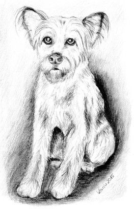 Zeichnungen mydogandmore Webseite | Zeichnungen, Zeichnung Zeichnungen mydogandmore Webseite | Hund zeichnen, Jack