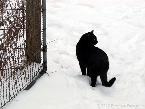 Reminds Me Of Jj Black Cat Cat Love Cats