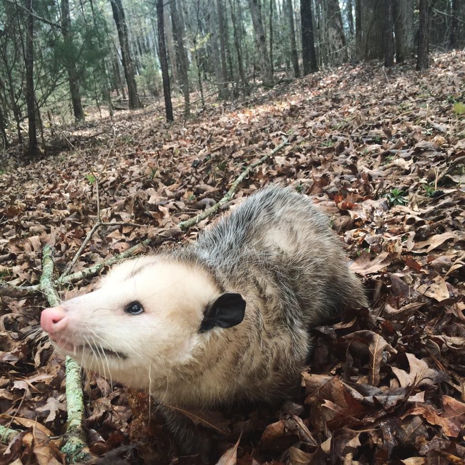 Pin On Opossum Possum Pin On Opossum Possum