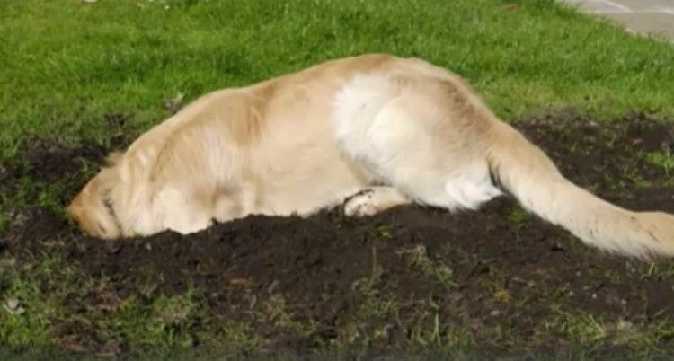 Golden Retriever Starts Digging Intensely In The Backyard When He