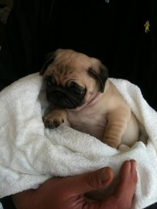 Roly Poly Pup With Images Cute Pugs Baby Pugs Pugs