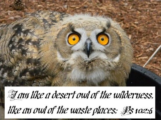 Psalm 102 6 Desert Owl Deserts Owl Psalm 102 6 Desert Owl Deserts Owl
