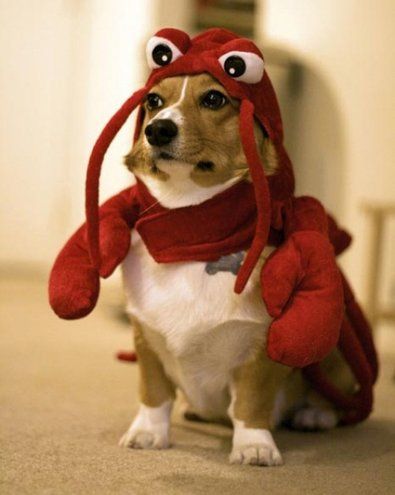 A Crab Dressed Corgi Dog Pet Costumes Cute Animals Your Dog